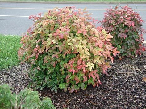 16 Invasive Species Sold at Garden Centers You Should Never Buy - Epic Gardening Nandina Plant, Heavenly Bamboo, Epic Gardening, Air Garden, Garden Centers, Garden Shrubs, Invasive Species, Evergreen Shrubs, Trees And Shrubs