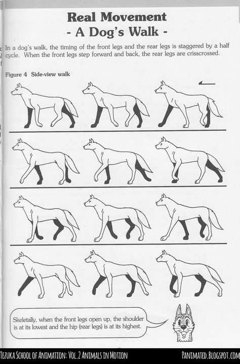 Animal Walking Animation, Wolf Walk Cycle, Moving Reference, School Animation, How To Do Animation, Animals Running, Jump Animation, Animated Anatomy, Animation Tips