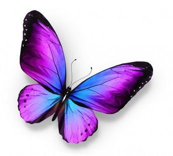 Blue Butterfly, Photo Stock, Stock Photography, Violet, Purple, Photography, Blue, White