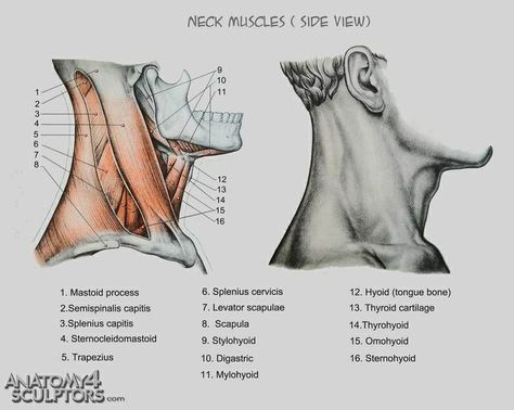 Human Anatomy Reference, Neck Muscles, Male Figure Drawing, Man Anatomy, 얼굴 드로잉, Person Drawing, Anatomy Tutorial, Human Anatomy Drawing, Human Figure Drawing