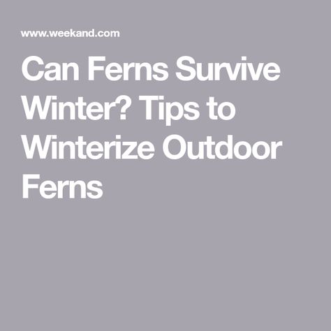 Can Ferns Survive Winter? Tips to Winterize Outdoor Ferns How To Winterize Ferns, Outdoor Ferns, Fern Crown, Deer Deterent, Foxtail Fern, Hanging Ferns, Lady Fern, Survive Winter, Ferns Care