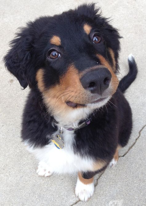 English Shepherd / Farm Collie Dog English Shepherd Puppy, Black Lab Shepherd Mix Dog, East European Shepherd, Karst Shepherd Dog, Shepherd Mix Dog, English Shepherd, Every Dog Breed, Most Beautiful Dogs, Farm Dogs