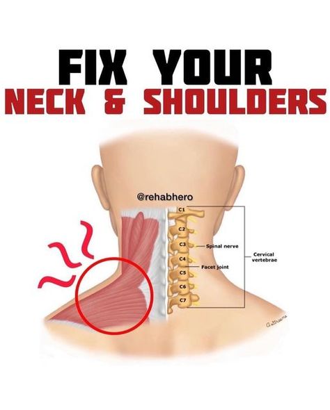 Anatomy Of The Neck, Trapezius Stretch, Neck Pain Exercises, Head Muscles, Shoulder Pain Exercises, Upper Back Exercises, Muscles Of The Neck, Mid Back Pain, Low Back Pain Relief