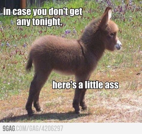 In case you don't get any tonight Baby Donkey, Fuzzy Wuzzy, E Card, Funny Animal Pictures, 귀여운 동물, Animals Friends, Beautiful Creatures, Animals Beautiful