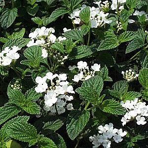 planted white lantana last year - makes a great full sun plant White Trailing Lantana, White Lantana, Trailing Lantana, Making Plant Pots, Full Sun Plants, Balcony Plants, Foundation Planting, Moon Garden, Sun Plants