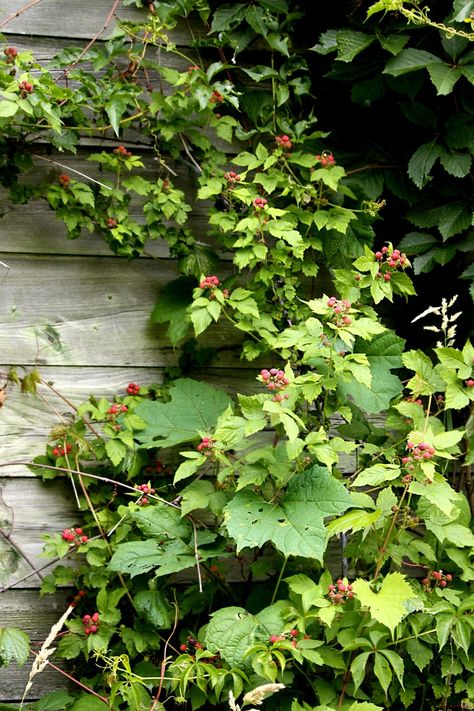 Bushes Painting, Raspberry Bushes, Raspberry Bush, Cosy Cottage, Wild Berry, Red Berries, Garden And Yard, Front Yard, Vines