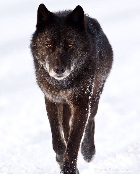 Delinda, the leading (alpha) female of the Bow Valley wolf pack in Banff National Park from 2004-2008, photographed by John E. Marriott. #BanffNationalPark #Banff #Alberta #Canada #DelindaTheWolf Walking Towards Camera, Canadian Wolf, Wolf Female, Female Wolf, Wolf Walking, Canadian Wildlife, Wolf Photography, Wolf Photos, Wolf Wallpaper