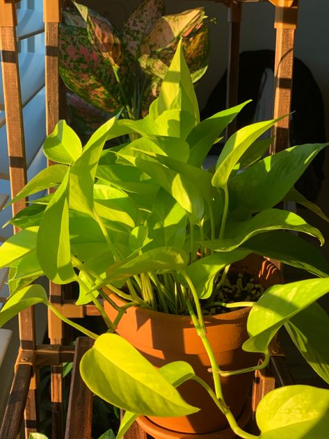 basking in the morning sunlight ☀️ Photography In Bright Sunlight, Sunlight Aesthetic, Plant Goals, Morning Sunlight, Tropical Sun, Balcony Plants, Inside Plants, Plant Aesthetic, House Plants Decor