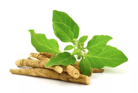 Herbal Focus: Ashwagandha(Withania somnifera) » Survive and Thrive with Nicole Apelian Ashwagandha Recipes, Ashwagandha Benefits, Ashwagandha Root, Adaptogenic Herbs, Cortisol Levels, Ayurvedic Medicine, Alternative Health, Medicinal Herbs, Hormone Balancing