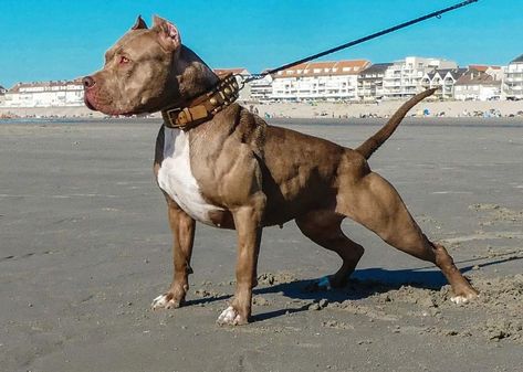 Xxl American Bully, Xl Bully Dog, American Bully Xxl, Xl Bullies, Red Pitbull, Bully Xxl, Xl American Bully, Dog Monster, Bully Xl