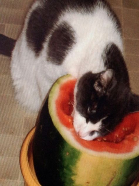 Cat With Watermelon, Cat Eating Watermelon, Watermelon Cat, Eating Watermelon, Cat Eating, Red Fruit, Silly Cats, Beautiful Cats, Watermelon