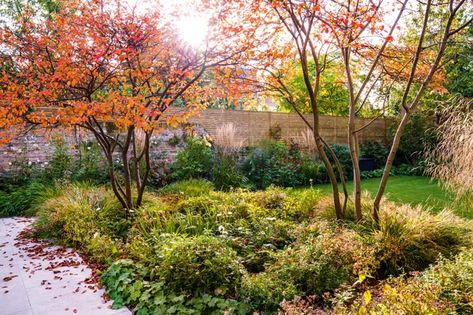 Soft Landscape, Small Courtyard Gardens, Block Of Flats, Garden Screening, London Garden, Family Garden, Woodland Garden, Natural Garden, Deciduous Trees