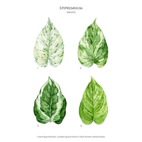 Unique Botanical Artwork on Instagram: “Check out my newest illustration! I love love love epipremnums, do you?   Here are 4 popular species:   1. Snow Queen Pothos  2. Marble…” Pothos Tattoo, Vine Sketch, Snow Queen Pothos, Pathos Plant, Pothos Vine, Marble Queen, Marble Queen Pothos, Botanical Drawing, Gouache Illustrations