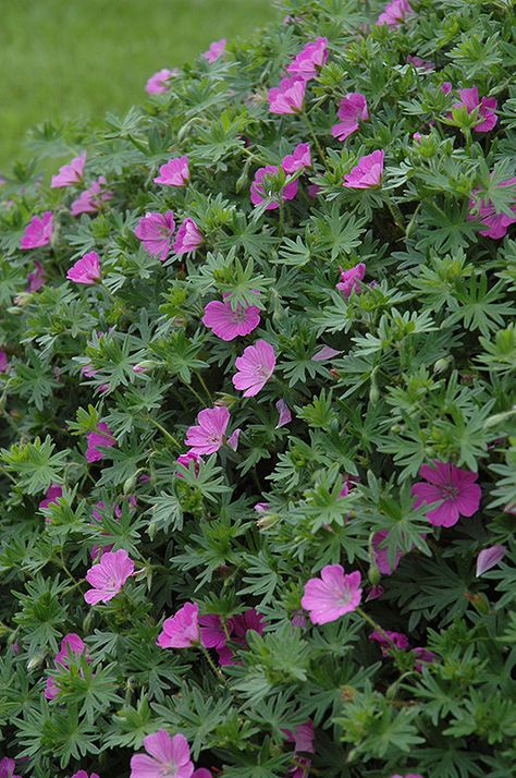 Bloody Cranesbill (Geranium sanguineum) at Make It Green Garden Centre Cranesbill Geranium Perennials, Geranium Ground Cover, Cranesbill Geranium Companion Plants, Geranium Sanguineum, Tropical Greenhouses, Cranesbill Geranium, Front Flower Beds, Terrace Ideas, Hardy Geranium