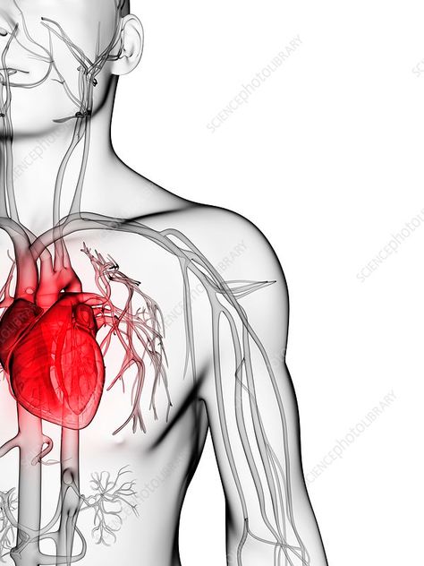 Human vascular system, computer artwork. Take Care Of Your Heart, Vascular System, Liver Diet, L Arginine, Diy Hair Care, Body Proportions, Male Enhancement, Healthy Lifestyle Tips, Natural Beauty Tips