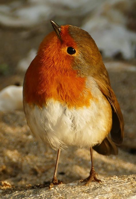 💕dit is mijn favoriete vogel. Red Robin Bird, Robin Red Breast, European Robin, Robin Redbreast, Matka Natura, Animals Photography, Red Robin, Robin Bird, Cute Bird