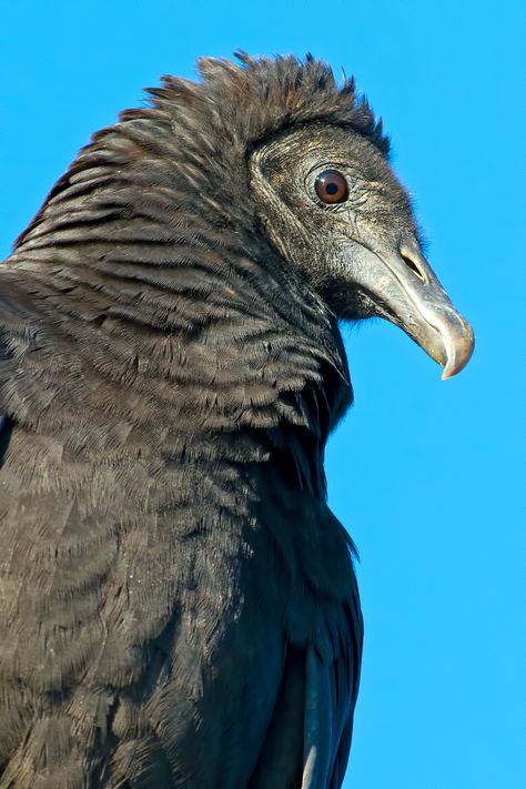 Black Vulture Tattoo, Black Vultures, Vulture Marvel, Black Vulture, Tattoo Animals, Tattoo Nature, Animals Tattoo, Wallpaper Aesthetics, Vulture Culture