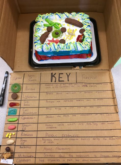 Edible Plant Cell Project Ideas, Edible Cells Project, Edible Plant Cell, Edible 3d Plant Cell Project, Plant Cells Project Ideas, Edible Cell Project, Edible Cell, Plant Cell Project, Cell Model Project