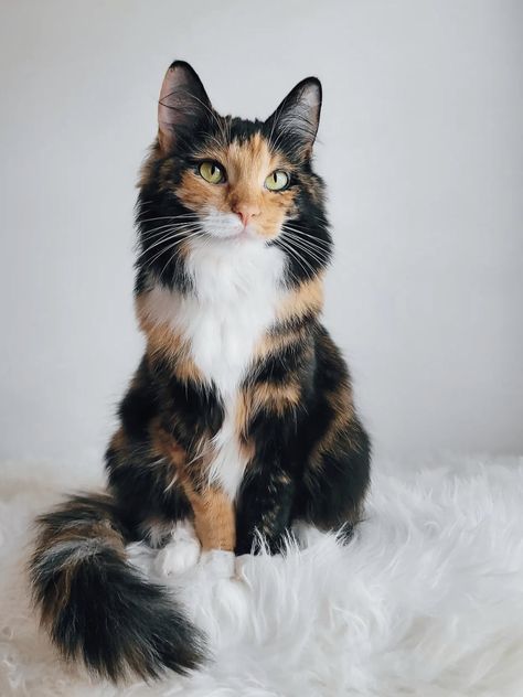 Long Hair Calico Kitten, Long Hair Calico Cats, Calico Tabby Cat, Rare Cat Colors, Calico Persian Cat, Silly Cat Banner, Calico Cat Therian Mask, Cat With Different Colored Eyes, Pretty Cats Unique