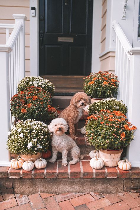 Mums Front Porch, Fall Home Exterior, Carly The Prepster, Happy First Day Of Fall, Garden Mum, Invisible Fence, Home Fall Decor, Outside House, First Day Of Fall