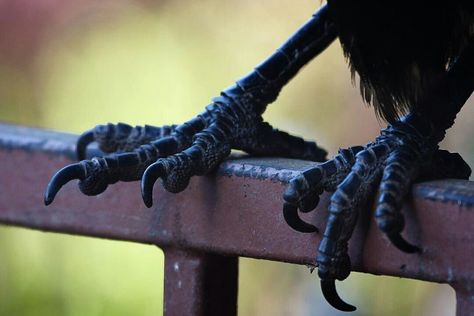 Crow Fursona, Bird Netting, Fruit Bat, Vampires And Werewolves, Ap Art, Clay Sculpture, Bird Photography, Animals Images, Fantasy World