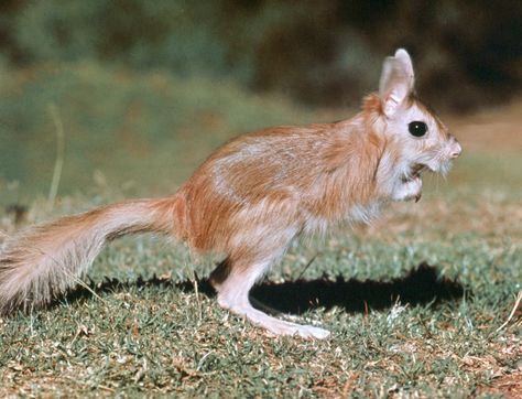 Spring hare | rodent | Britannica.com Spring Hare, Muscular Neck, Encyclopedia Britannica, Awesome Animals, Unusual Animals, Large Eyes, Weird Animals, Rodents, Zoo Animals