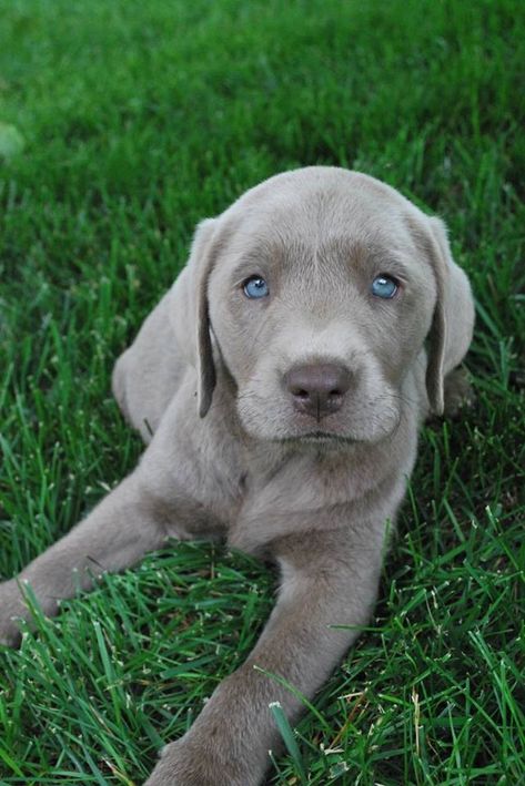 Quite possibly the cutest puppy ever! Grey Labrador Puppy, Grey Puppies, Blue Labrador, Grey Labrador, Silver Lab Puppies, Labrador Noir, Silver Labrador, Weimaraner Puppies, Cutest Puppy Ever