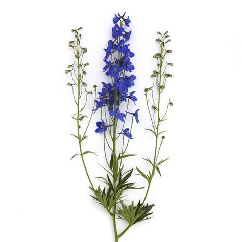 Belladonna Delphinium, Delphinium Blue, Blue Delphinium, Spring Plants, Flower Blue, Hardy Perennials, Delphinium, True Blue, Cut Flowers