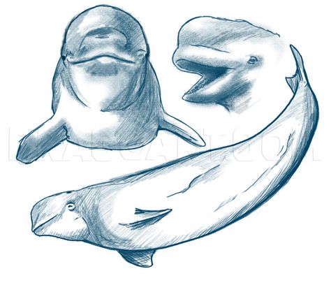 How To Draw A Beluga Whale, Step by Step, Drawing Guide, by Dawn | dragoart.com Beluga Tattoo, Whale Sketch, Whale Pictures, Beluga Whales, Whale Tattoo, Whale Drawing, Sea Creatures Art, Whale Illustration, Cool Drawing