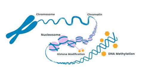 Role of DNA methylation in Disease | labclinics.com Dna Methylation, Embryonic Development, X Chromosome, Mass Spectrometry, Cell Cycle, Dna Repair, Gene Expression, Under The Influence, Biochemistry