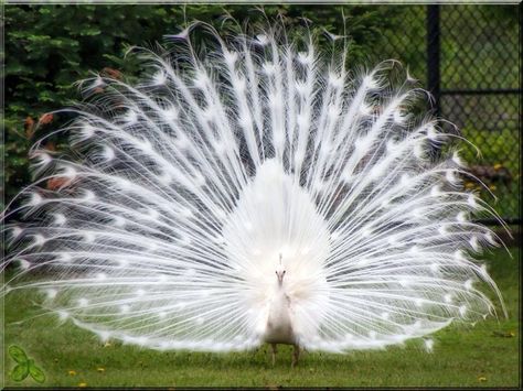 ; Albino Peacock, Peacock Pictures, Albino Animals, White Peacock, Kinds Of Birds, Bird Watcher, Rare Birds, Exotic Birds, Pretty Birds