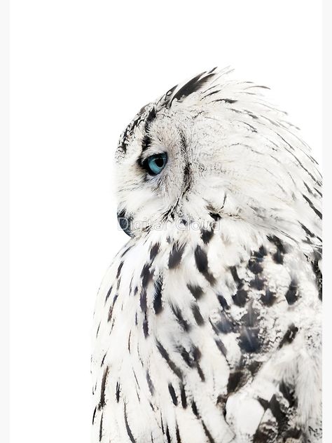 "White owl print, polar bird Scandinavian art" Canvas Print by nth4ka | Redbubble Barn Owl Art, Owl Posters, Owl Photography, Owl Artwork, Winter Owl, Owl Canvas, Snow Owl, Owls Drawing, Owl Pictures