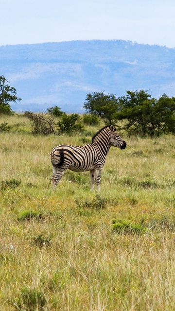 VETPAW on Instagram: "Happy International Zebra Day ⠀⠀⠀⠀⠀⠀⠀⠀⠀ Did you know there are three species of zebra? ⠀⠀⠀⠀⠀⠀⠀⠀⠀ The Grevy’s Zebra, Mountain Zebra & Plains Zebra. ⠀⠀⠀⠀⠀⠀⠀⠀⠀ Grevy’s zebra are listed as endangered by the International Union for Conservation of Nature, with only about 2,500 in the wild. ⠀⠀⠀⠀⠀⠀⠀⠀⠀ On our reserve VETPAW is protecting all kinds of wildlife day & night to ensure these species do not go extinct. ⠀⠀⠀⠀⠀⠀⠀⠀⠀ Visit our website in our bio to learn more about ho Mountain Zebra, Plains Zebra, Wildlife Day, African Wildlife, Did You Know, Instagram