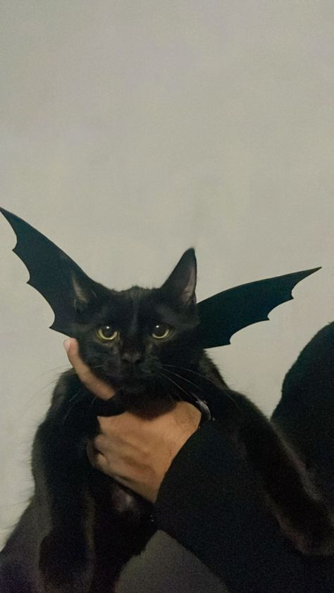 Gato negro alitas murciélago alas disfraz gato negro 🖤 Halloween, Animals