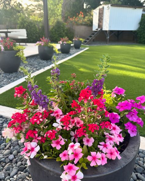 Summer is always filled with lots of bright, cheerful colors. We went for a berry theme and it did not disappointed! - Vinca Cascade ‘Strawberry’ & ‘Lilac’ - sweet potato vine - Vinca Kawaii ‘red’ - Angelonia Angelface ‘Blue’ - Pentas ‘Red’ Can’t wait to see these containers grow out more ✨ Sweet Potato Vine, Red Can, Plants Indoor, Container Garden, Container Flowers, House Plants Indoor, Grow Out, Container Gardening, Indoor Plants