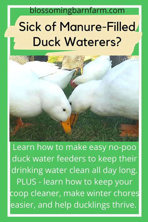 Duck Tractor Coop, Duck Coop Watering System, Water For Ducks, Diy Duck Feeders And Waterers, Duck Feeding Station, Sand In Duck Coop, Duck And Chicken Coop Together Ideas, Winterizing Duck Coop, Diy Duckling Waterer