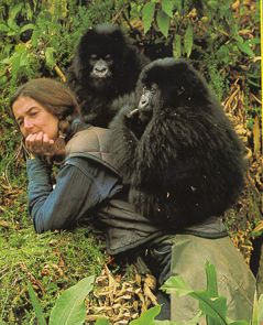 dian fossey with pair of gorillas Gorillas In The Mist, Dian Fossey, Gorilla Gorilla, Jane Goodall, Sigourney Weaver, Mountain Gorilla, Great Ape, Bungee Jumping, Primates