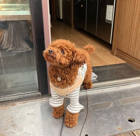 Bichon Frise Brown, Brown Puddle Dog, Puddle Dog, Aesthetic Korean Fashion, Aesthetic Cream, Toy Poodle Puppy, Clothes Kawaii, Poodle Dogs, Red Poodles