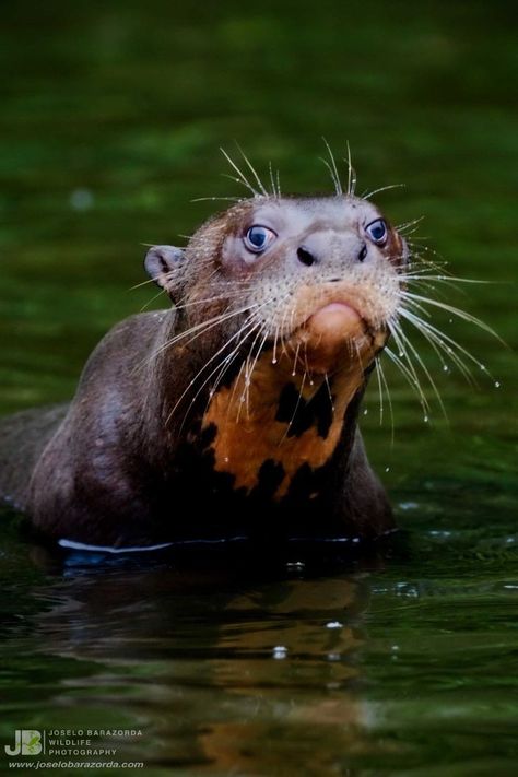 Otters are the most amazing creatures; they give unconditional love. Ariranhas Animal, Otter Species, Amazon Wildlife, Giant Otter, Giant River Otter, Amazon Animals, Elephant Shrew, Sea Wolf, Giant Animals