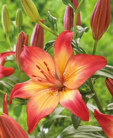 Red Lily Flower Anime, Flower Wallpaper Red, Lily Flower Wallpaper, Red Lily Flower, Tiger Lily Flowers, Lily Pictures, Garden Flowers Perennials, Lilly Flower, Flower Drawings