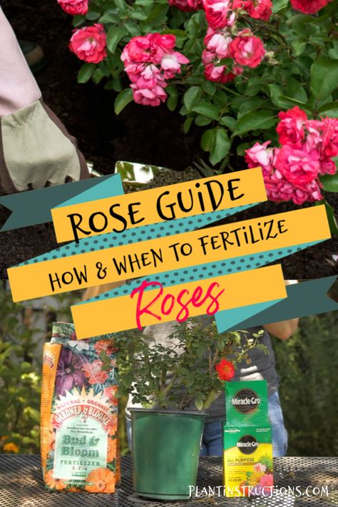 How to Fertilize Roses – Plant Instructions Rose Food Gardening, When To Fertilize Roses, Roses Garden Care, Rose Plant Care, Rose Fertilizer, Knockout Roses, Best Rose, Plant Tips, Rose Recipes