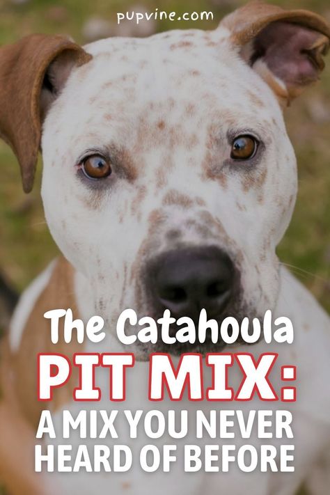 Catahoula Leopard Dog Puppy, Catahoula Dog, Pitbull Mix Puppies, Catahoula Leopard Dog Mix, Pit Puppies, Pitbull Rescue, Designer Dogs, Catahoula Leopard, Catahoula Leopard Dog