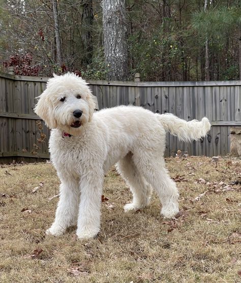 English Cream Goldendoodle, Cream Goldendoodle, White Goldendoodle, Doodle Cuts, White Labradoodle, Doodle Grooming, English Goldendoodle, Daisy Doodle, Cavachon Dog