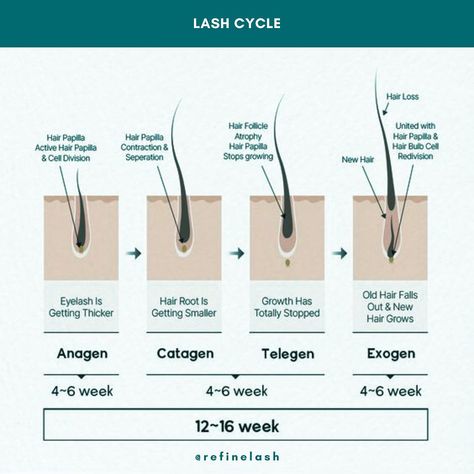 Master the eyelash cycle to optimize your lash services! 🌟 1. Anagen (Growth) - Active growth, lasts 30-45 days. 2. Catagen (Transition) - Growth stops, lash follicle shrinks, 2-3 weeks. 3. Telogen (Resting) - Lash remains but doesn’t grow, about 100 days. 4. Exogen (Shedding) - Old lash sheds as new ones grow. Enhance your lash artistry with this essential knowledge! #LashCycle #LashArtist #LashExtensions #EyelashGrowth #BeautyTips Eyelash Cycle, Pro Makeup Tips, Cell Division, Lash Growth, How To Get Thick, Eyelash Growth, Stunning Eyes, Lash Artist, Roots Hair