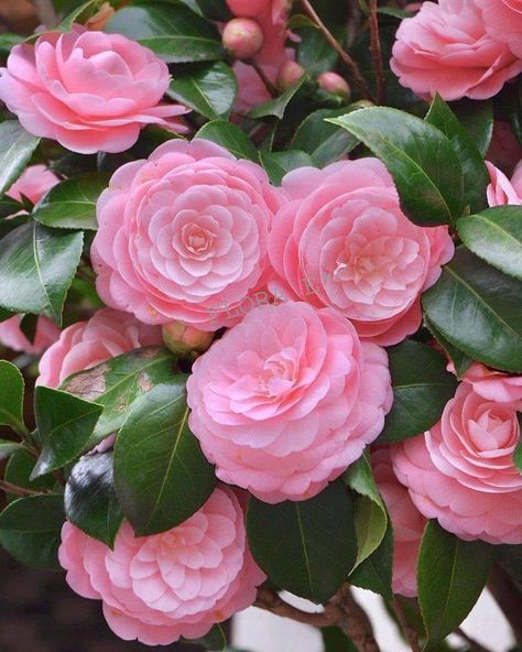 🌸Lovely camellias🌸 — with Andrea Lissa Zuñiga Orig. Camellia Plant, Anne Baba, Camellia Japonica, Cottage Garden Design, Shabby Flowers, Camellia Flower, Bonsai Garden, Pretty Roses, Beautiful Rose Flowers