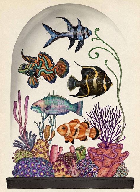 Katie Scott, illustration from Animalium Bombay Bicycle Club, Katie Scott, Fish Illustration, Mermaids And Mermen, Desenho Tattoo, Botanical Illustrations, Line Work, Scientific Illustration, Wine Labels