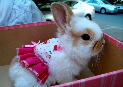 BUNNY! IN A DRESS!!! White Rabbit, We Heart It, Lost, Flowers, Pink, White, Clothes