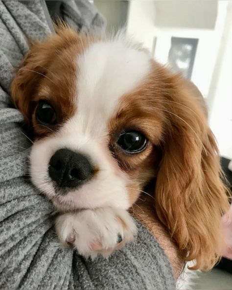 After 700 days at the shelter, an elderly dog finally got a new home and a new name! Cavalier Puppy, Cavalier King Charles Dog, King Charles Dog, Very Cute Puppies, King Charles Cavalier Spaniel Puppy, Cute Animals Puppies, Dream Dog, Very Cute Dogs, Spaniel Puppies