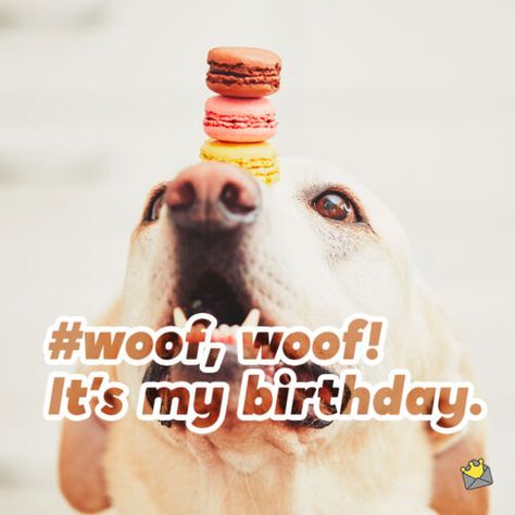 Dog Birthday Captions Instagram, Birthday Quotes Instagram, Dog Birthday Quotes, Captions For Instagram Photos, Birthday Instagram Captions, Dog 1st Birthday, Happy Birthday Captions, Dog First Birthday, Birthday Look