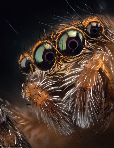 'It was the most impressive thing I had ever seen,' said Mr Rupérez. 'Extreme macro work is very meticulous and complicated' Extreme Macro Photography, Macro Photography Insects, Spider Species, Jumping Spiders, Micro Photography, Levitation Photography, Animal Eyes, Jumping Spider, Cool Animals